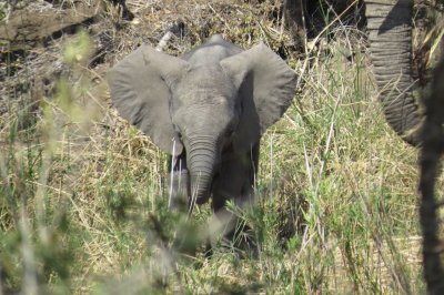 young elephant