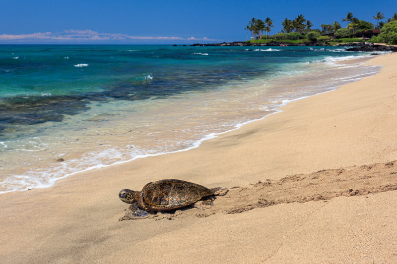 Turtle RD-726 45942