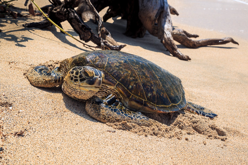 Turtle RD-727 45970