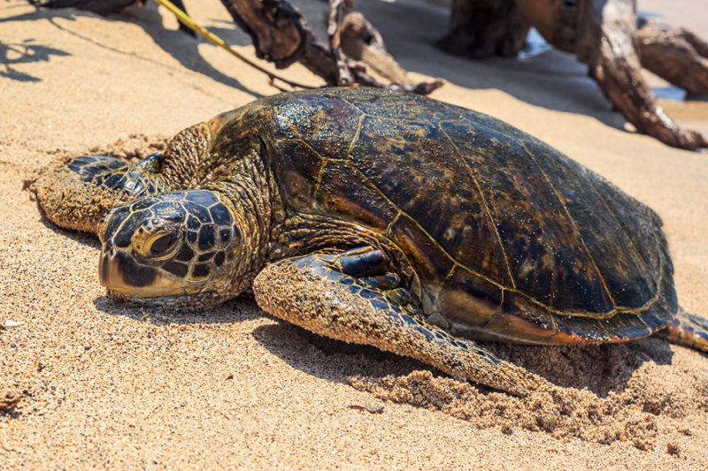 Turtle RD-728 45976