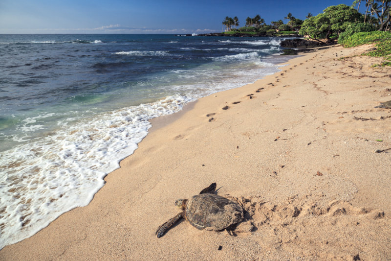 Turtle RD-733 46309