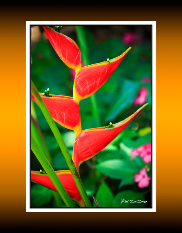 Flower RD-709 37918 BC CT .jpg