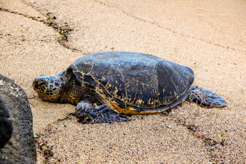 Turtle 41829