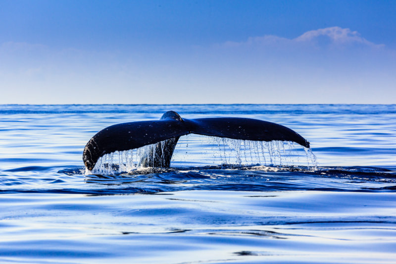 Whale 41317