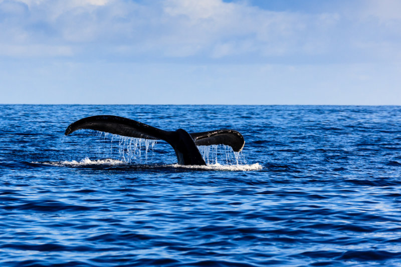Whale 42080