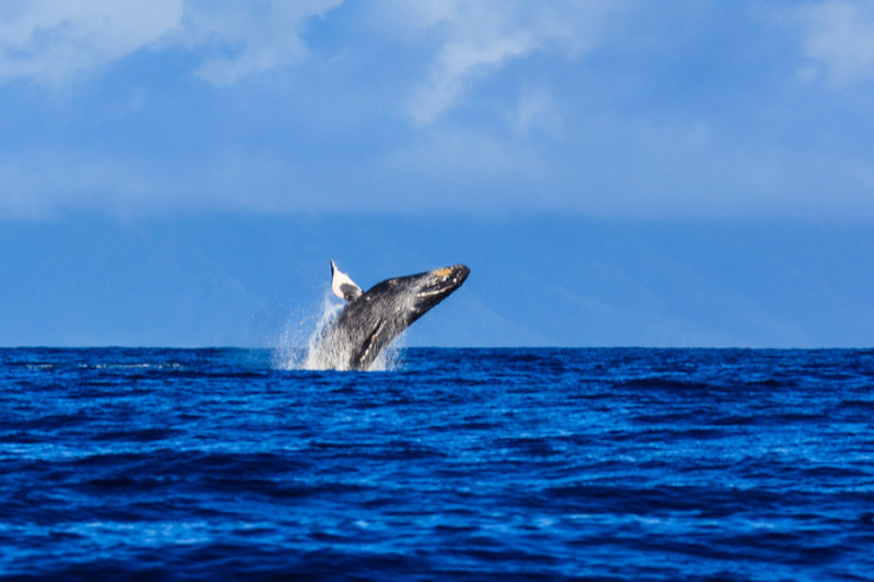 Whale 42727