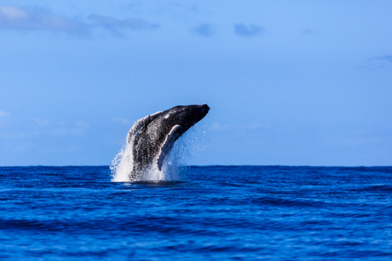 Whale 42804