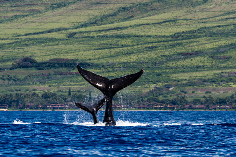 Whale 43206