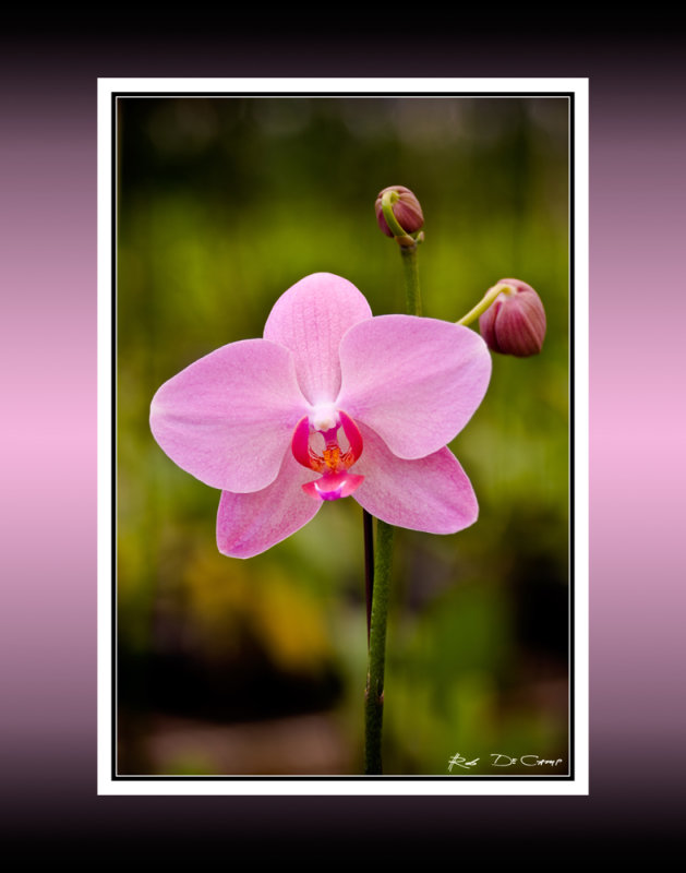 Orchid RD-512 BC CT.jpg