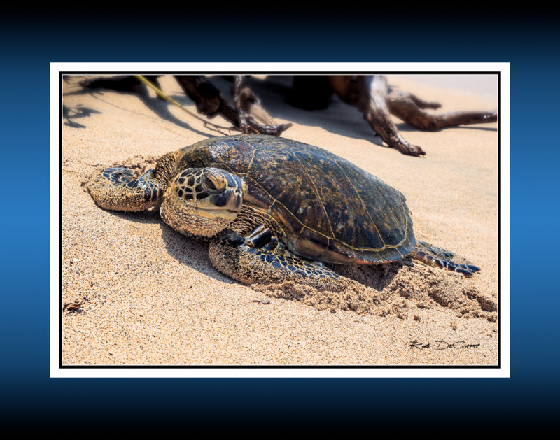 Turtle RD-727 45970 crop2 BC CT .jpg