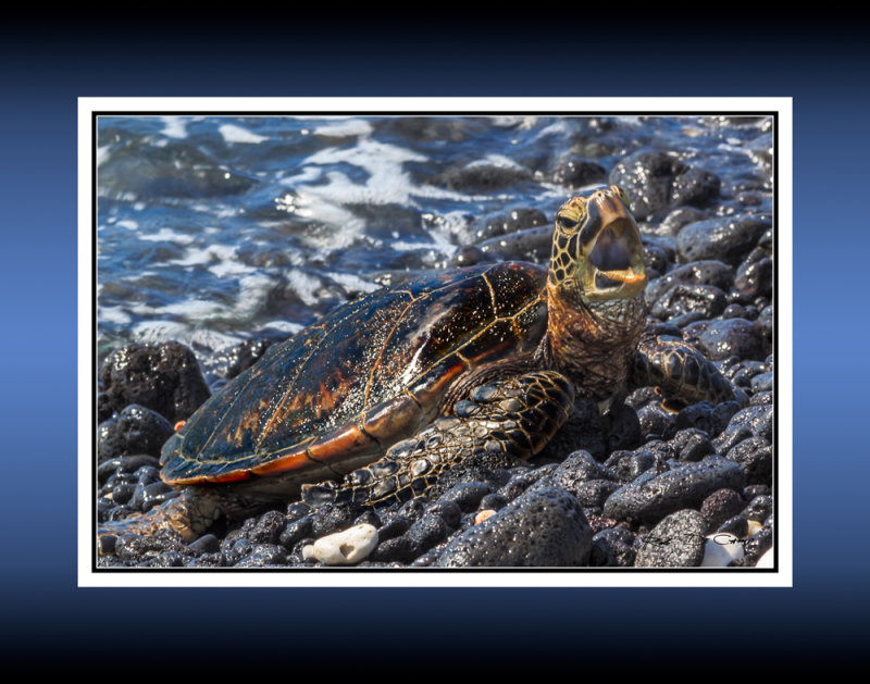 Turtle RD-730 46036 crop BC CT .jpg