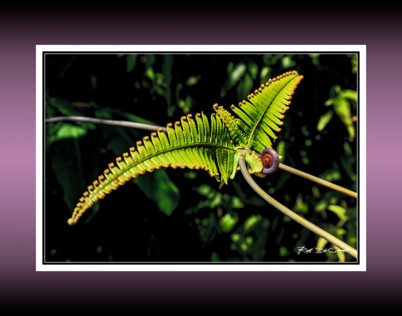 Uluhe Butterfly RD-000 046503 BC CT .jpg