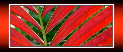 Amaranth RD-65 P BC CT .jpg