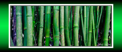 Bamboo RD-658 P BC CT.jpg
