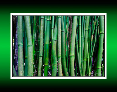 Bamboo RD-658 BC CT.jpg