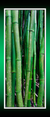 Bamboo RD-667 P BC CT .jpg