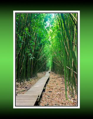 Bamboo Forest Path RD-655 BC CT .jpg