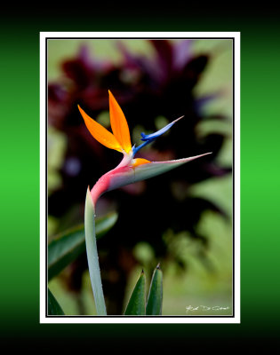 Bird of Paradise 2 RD-432 BC CT .jpg