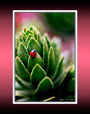 Lady Bug RD-100 CT .jpg