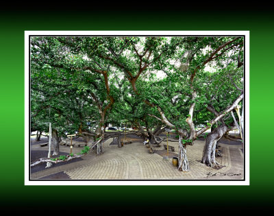 Lahaina Banyan Tree 6 RD-388 CT .jpg