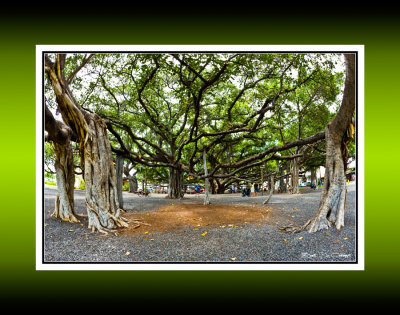 Lahaina Banyan Tree 7 RD-579 CT.jpg