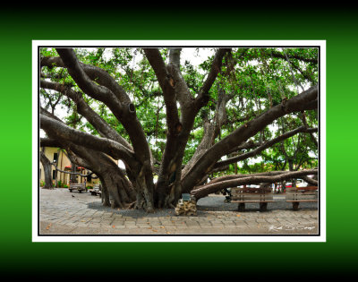 Lahaina Banyan Tree 8 RD-626 CT.jpg