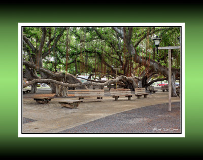 Lahaina Banyan Tree 9 RD-657 CT .jpg
