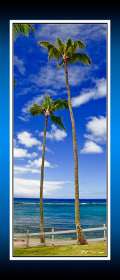Palm trees RD-650 P BC CT.jpg