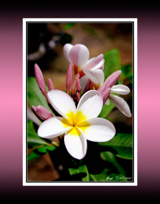 Plumeria Pu Lenalena RD-111 CT .jpg