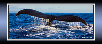 Whale of a tale RD-526 P  ct.jpg