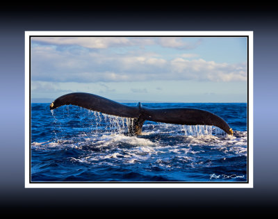 Whale of a Tale RD-526 CT .jpg