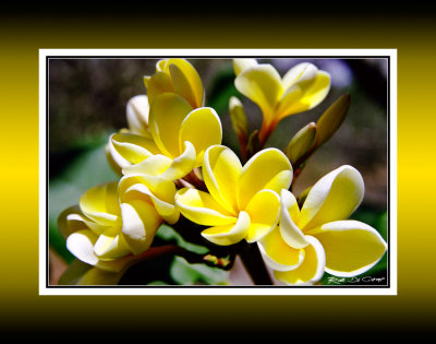 Yellow Plumeria RD-125 CT .jpg