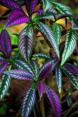 Purple Leaves RD-722 37989 