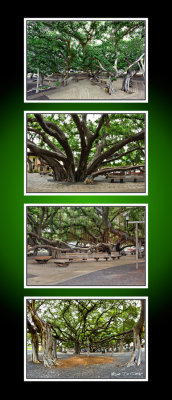 4 Lahaina Banyan tree CT .jpg