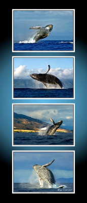 4 whales CT .jpg