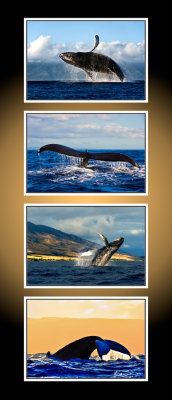 4 whales 2  CT .jpg