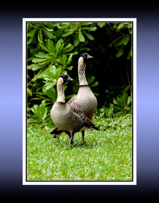 Hawaiian Nene Geese RD-443 BC CT.jpg