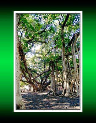 Lahaina Banyan Tree 5 RD-56 BC CT .jpg