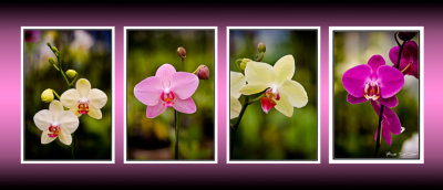 4 orchids CT .jpg
