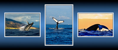 4 whales 3 CT .jpg