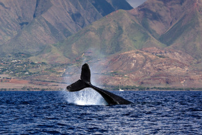 Whale 40816 