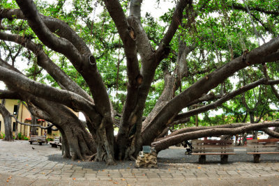 Lahaina Banyan Tree 8 RD-626 .jpg