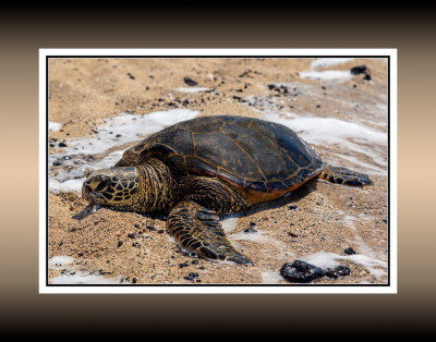 Turtle RD-729 45987 crop BC CT .jpg