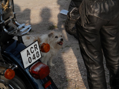 biker-dog :o)