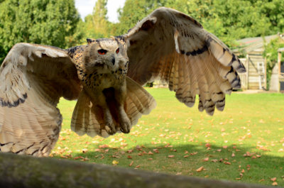 Eagle Owl.jpg