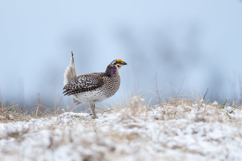 Sharp-tailedGrouse_20140503_2559.jpg