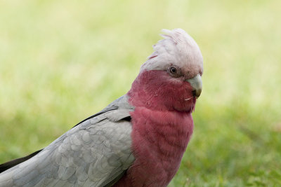 Galah_20130502_2526.jpg