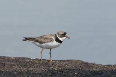 Semipalmated Plover_20130810_5775.jpg