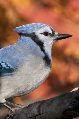 Jays, Crows, Magpies, Ravens, Jackdaws (Corvidae)