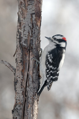 DownyWoodpecker_20131107_7025.jpg